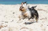YORKSHIRE TERRIER 114